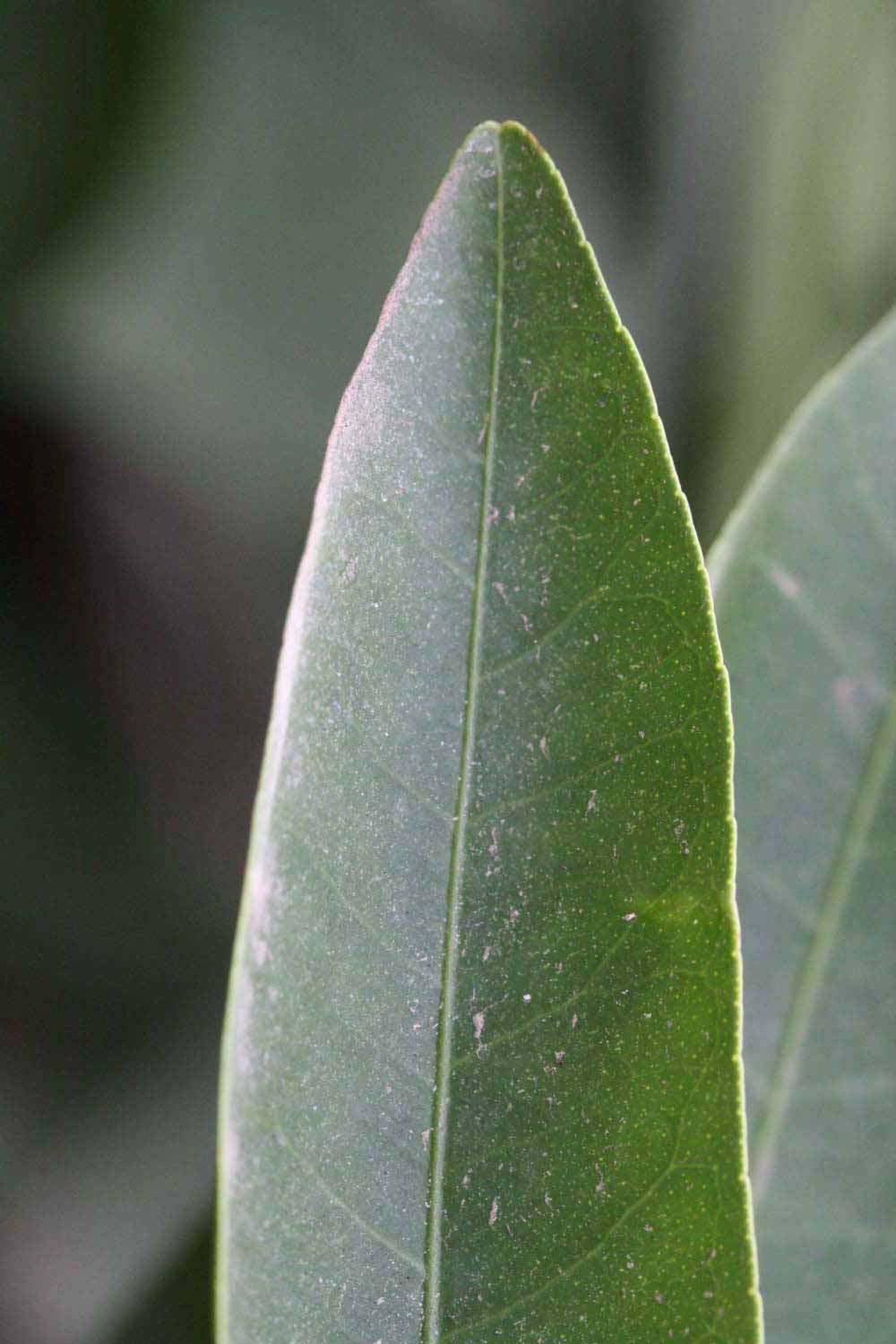              Margin (Riverside, CA)       